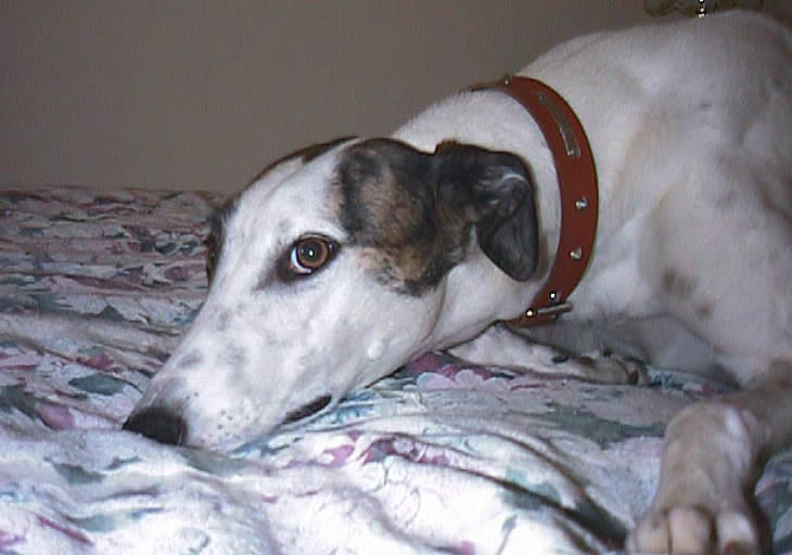 Russ Mitten - “Polyghound”