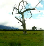  - “Lone Tree”