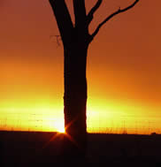 Hannah Cousins - “Golden Tree”