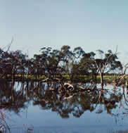 Jean Darnell - “Wimmera River”