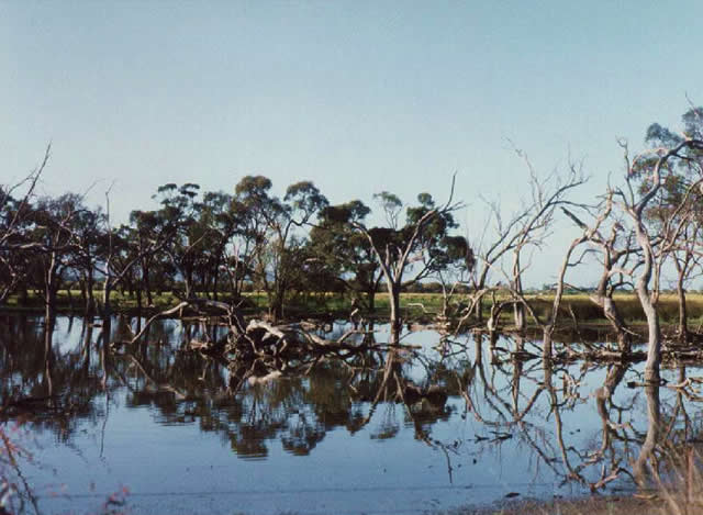 Jean Darnell - “Wimmera River”