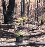 Fay Cuz - “Grampians Bushfires 2006”