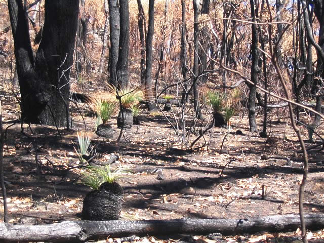 Fay Cuz - “Grampians Bushfires 2006”