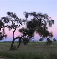 Rhonda Pilgrim - “Moon At Sunrise”