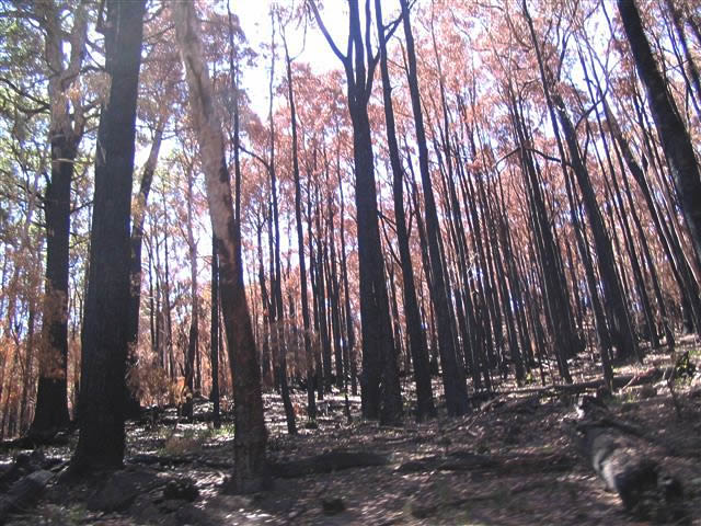 Fay Cuz - “Grampians Bushfires 2006”