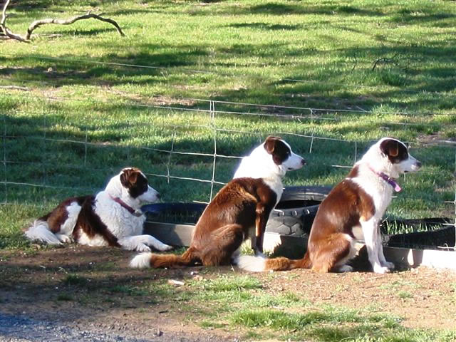 Fay Cuz - “Three Rolfs 002”