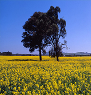 Mark Gray - “Canola Season”