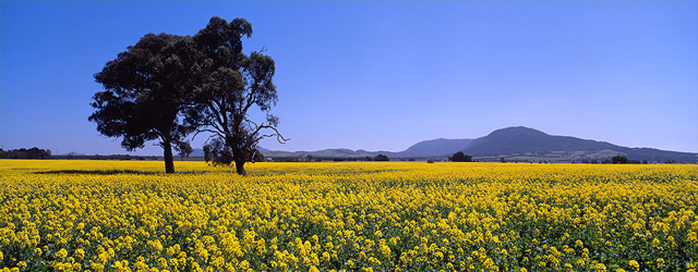 Mark Gray - “Canola Season”