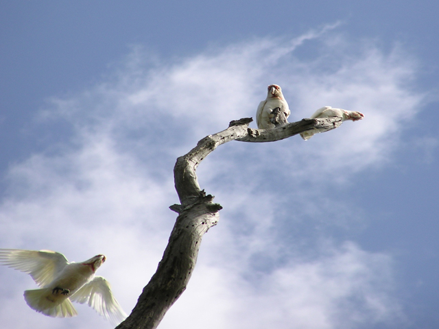 Murray Wilson - “Corellas Sky”