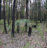 Karen Hickman - “Grass Trees”