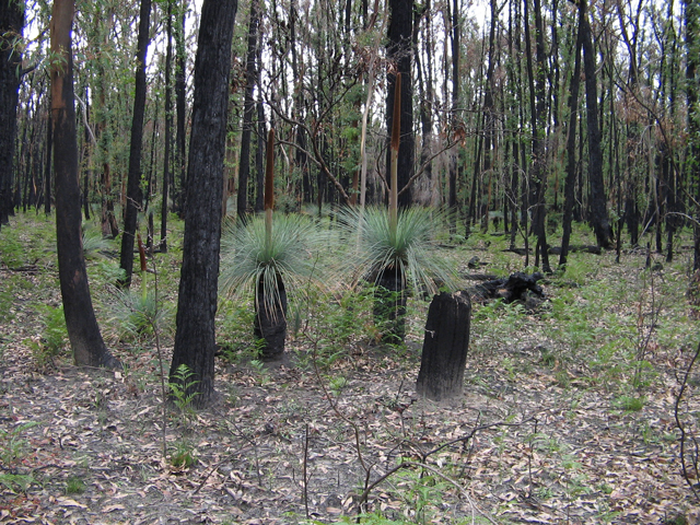 Karen Hickman - “Grass Trees”
