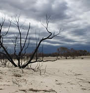 Will Oldmeadow - “Burnt Tree - Little Desert NP”