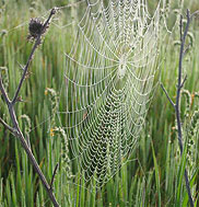 Rhonda Pilgrim - “The Perfect Web”
