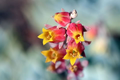 Rhonda Pilgrim - “”