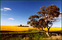 Canola Fields